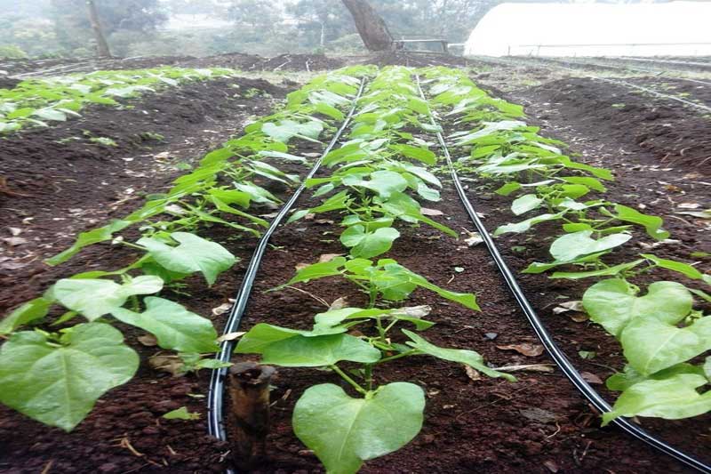 لوله نخ دار